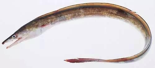 日本鰻魚陷入絕境？捕獲量僅為去年同期的1%！