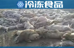農業農村部通報河北首例非洲豬瘟疫情！“豬”又告急，“肉”更難安！