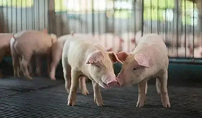 豬企3月出欄量大增，第三輪豬肉收儲完成，豬價繼續探底？